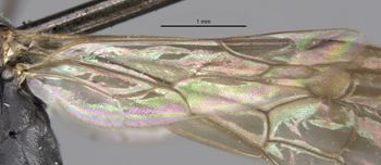 Media type: image;   Entomology 25907 Aspect: Wing hind